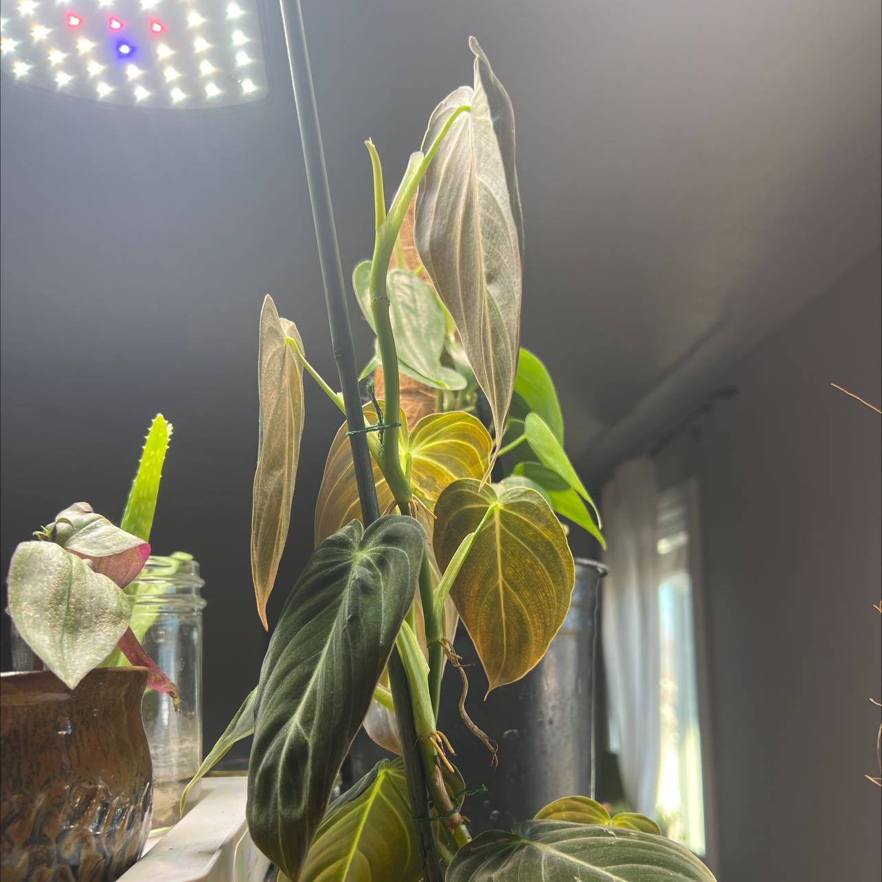 Black Gold Philodendron plant under a grow light with some yellowing and browning leaves.