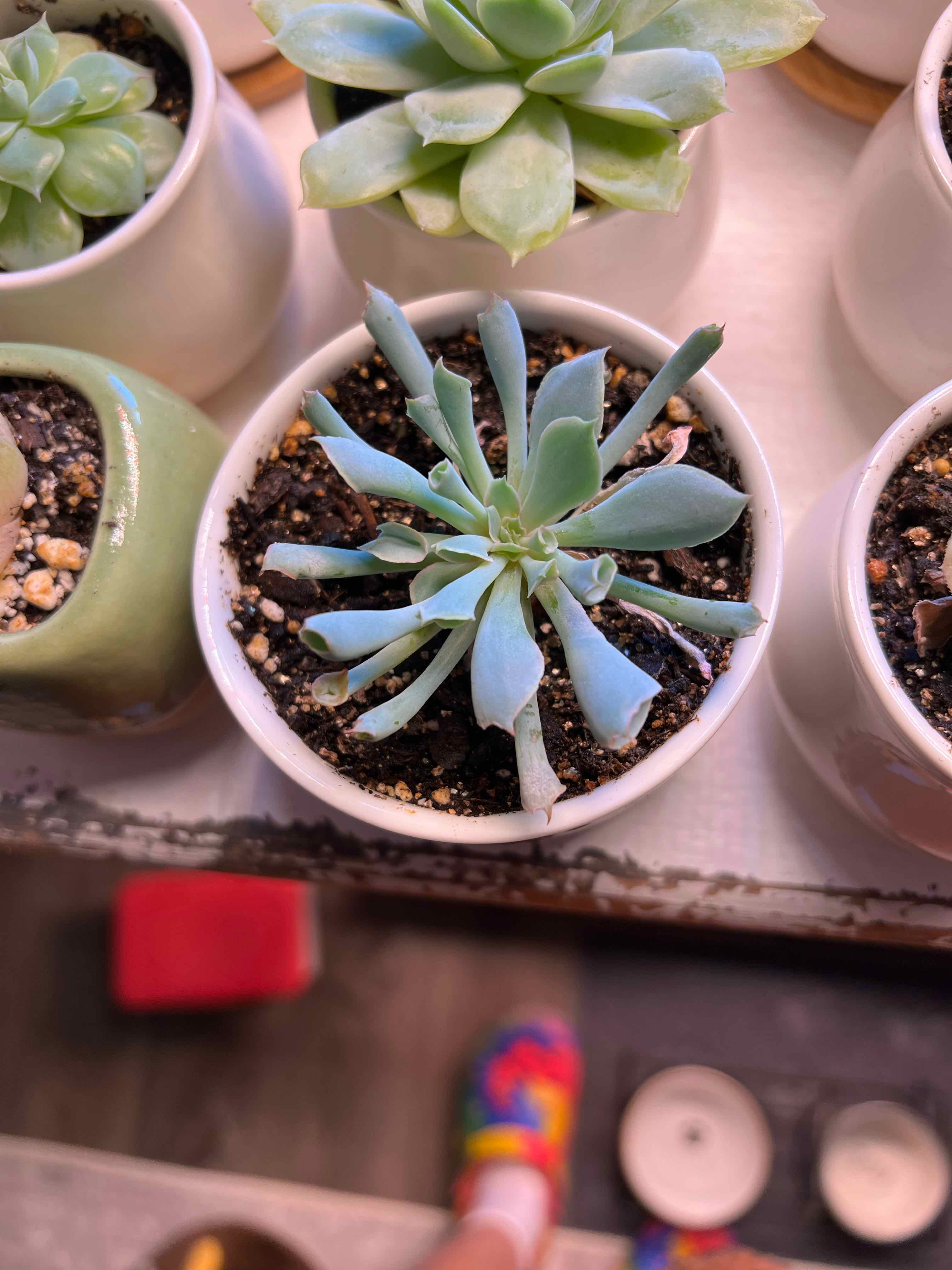Photo of the plant species Echeveria ‘Trumpet Pinky’ by @Meggsanbacon named Pinky Trumpet on Greg, the plant care app