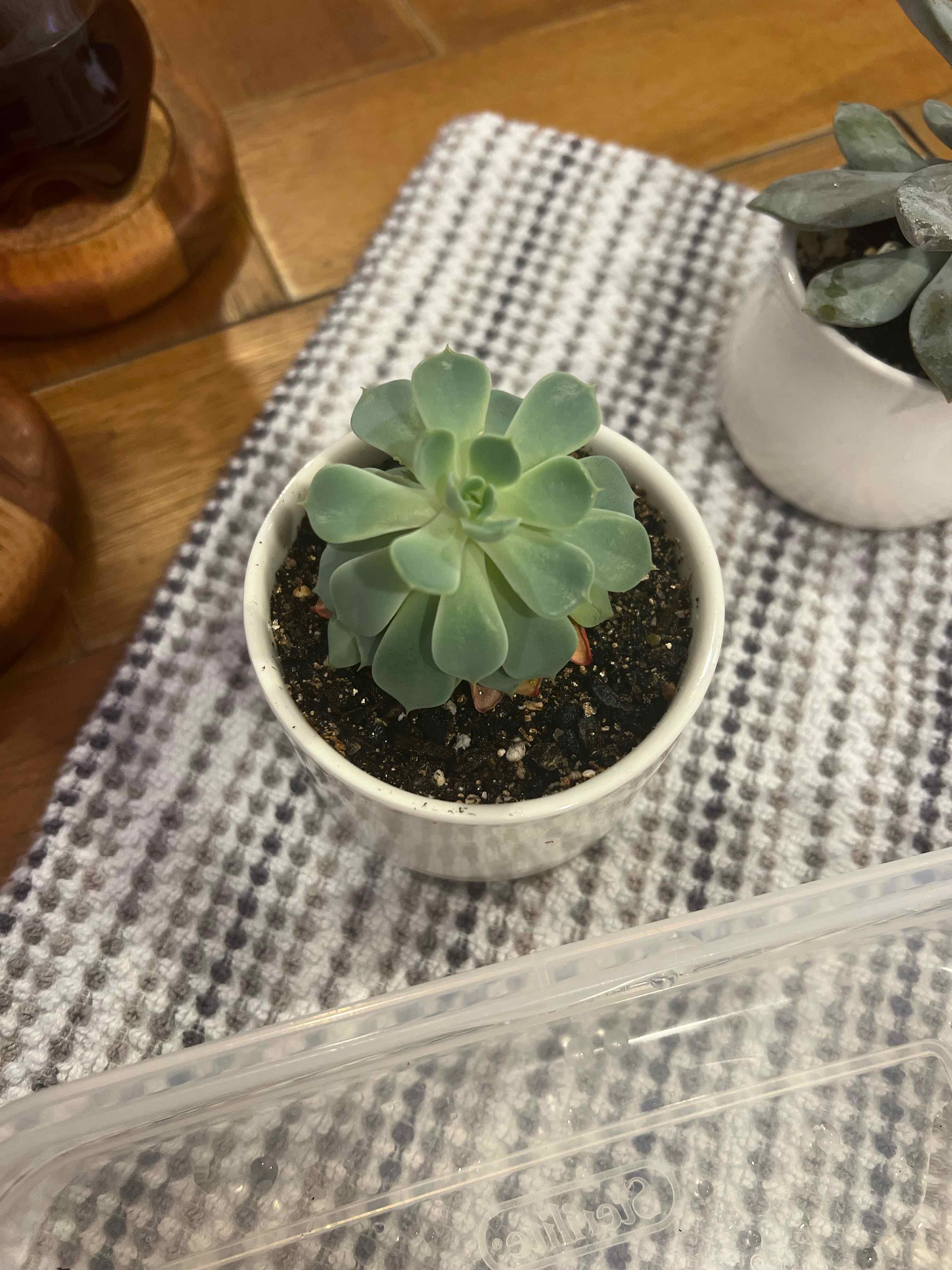 Photo of the plant species Echeveria Sunrise by @Meggsanbacon named Sunrise on Greg, the plant care app