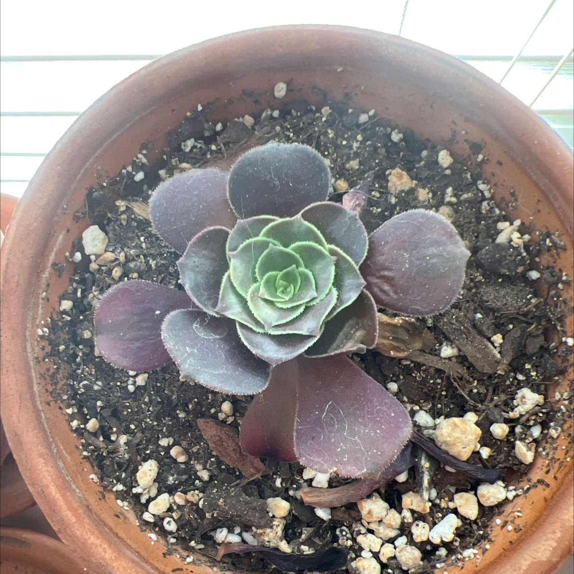 Photo of the plant species Aeonium Medusa by @Meggsanbacon named Medusa on Greg, the plant care app