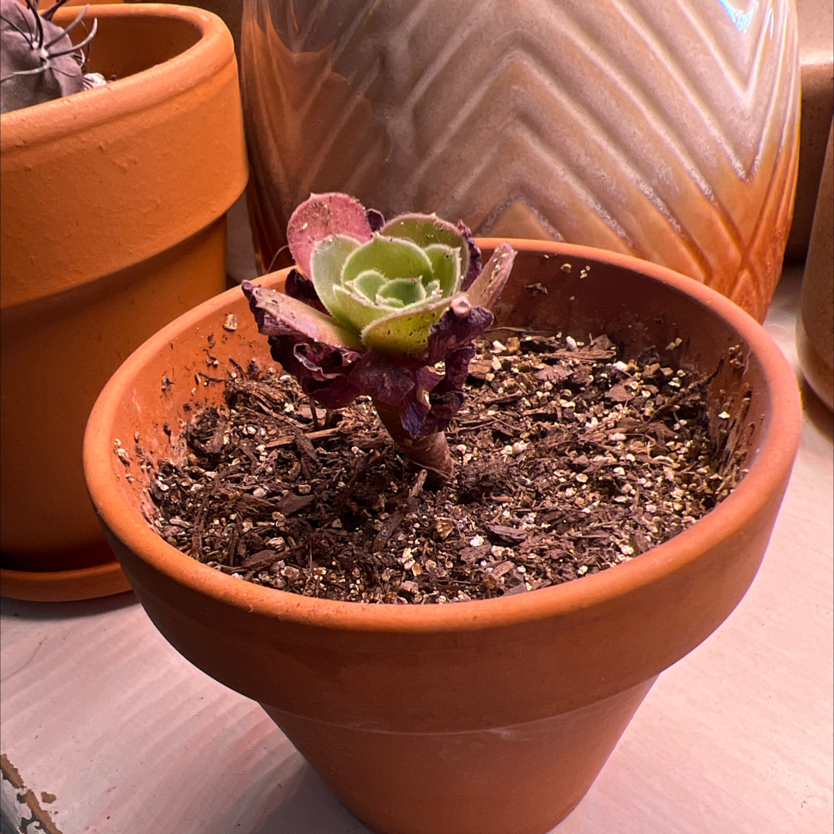 Photo of the plant species Garnet by @Meggsanbacon named Aeonium Garnet on Greg, the plant care app