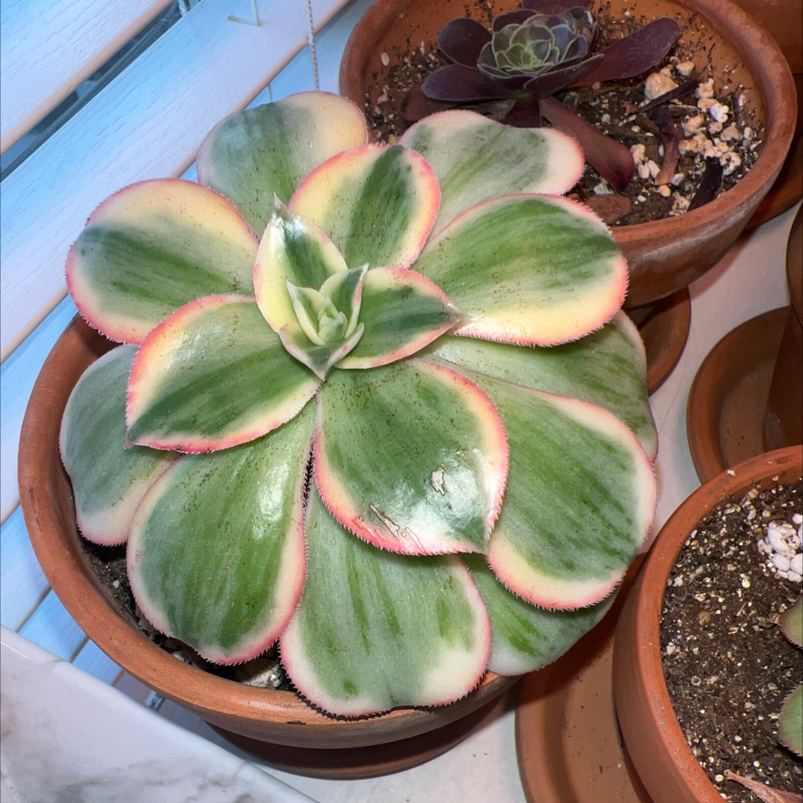 Photo of the plant species Sunburst by @Meggsanbacon named Aeonium Sunburst on Greg, the plant care app