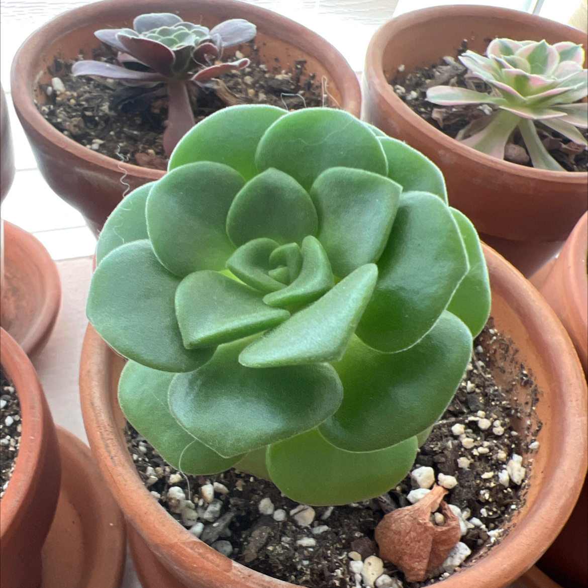 Aeonium 'Lily Pad' plant in a terracotta pot with vibrant green leaves in a rosette pattern.