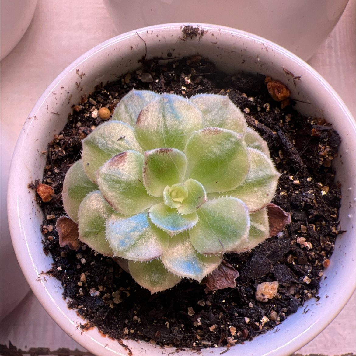 Photo of the plant species Crested Halloween Aeonium by @Meggsanbacon named Aeonium Halloween Varigated (white) on Greg, the plant care app