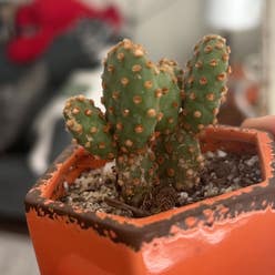 Mini Cinnamon Cactus plant