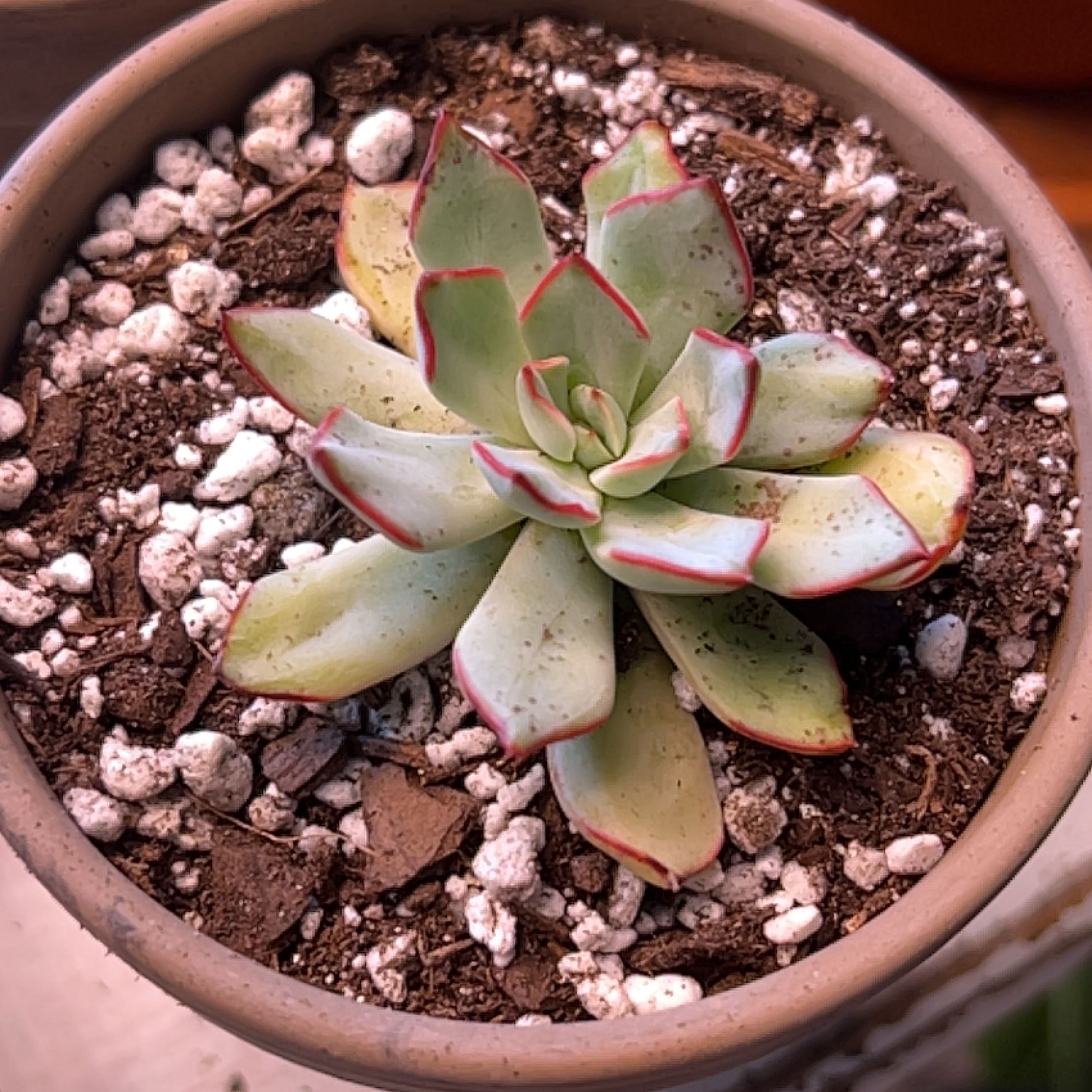 Photo of the plant species Echeveria strictiflora var. Nova by @Meggsanbacon named Strictiflora V. Nova on Greg, the plant care app