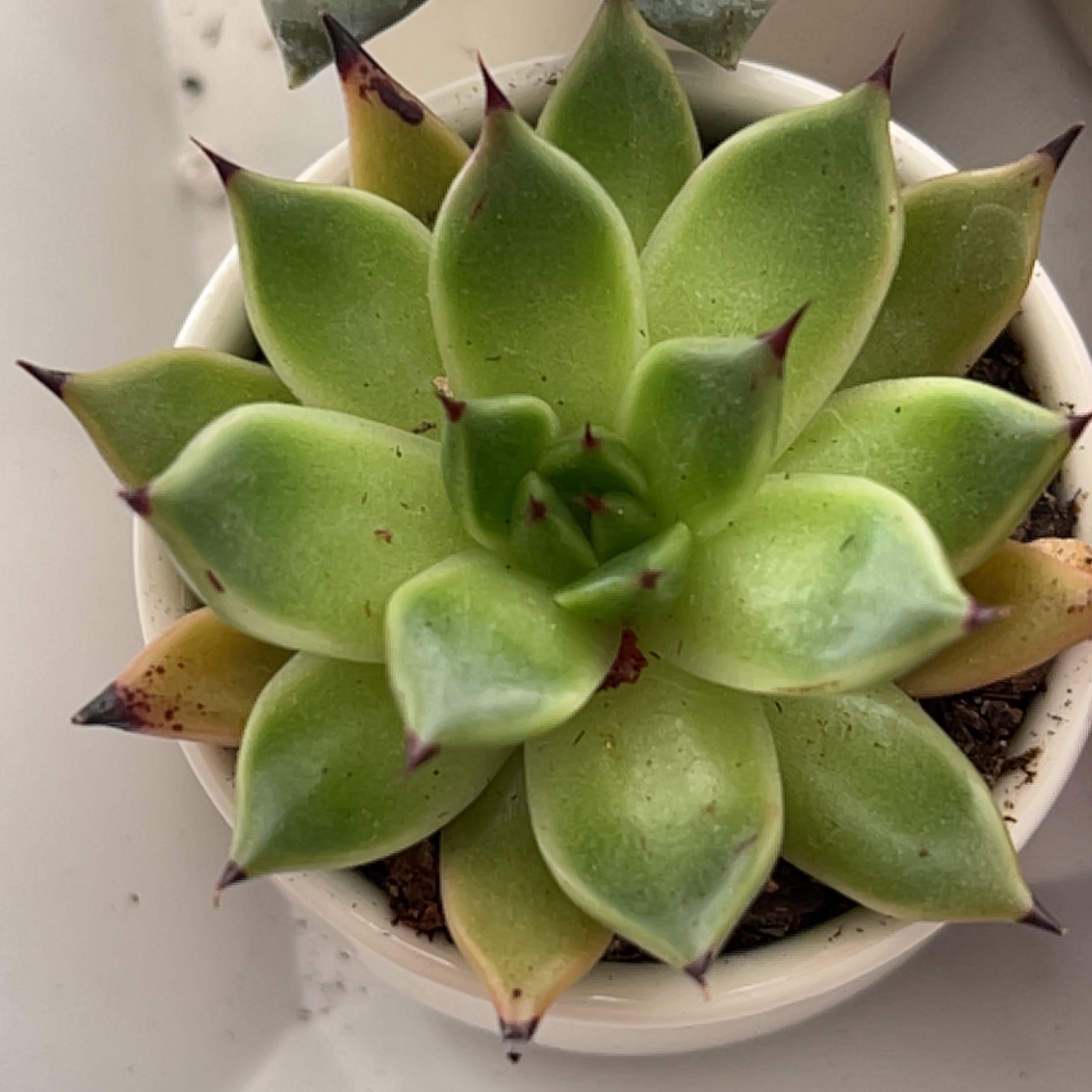 Photo of the plant species Karabony by @Meggsanbacon named Karabony on Greg, the plant care app