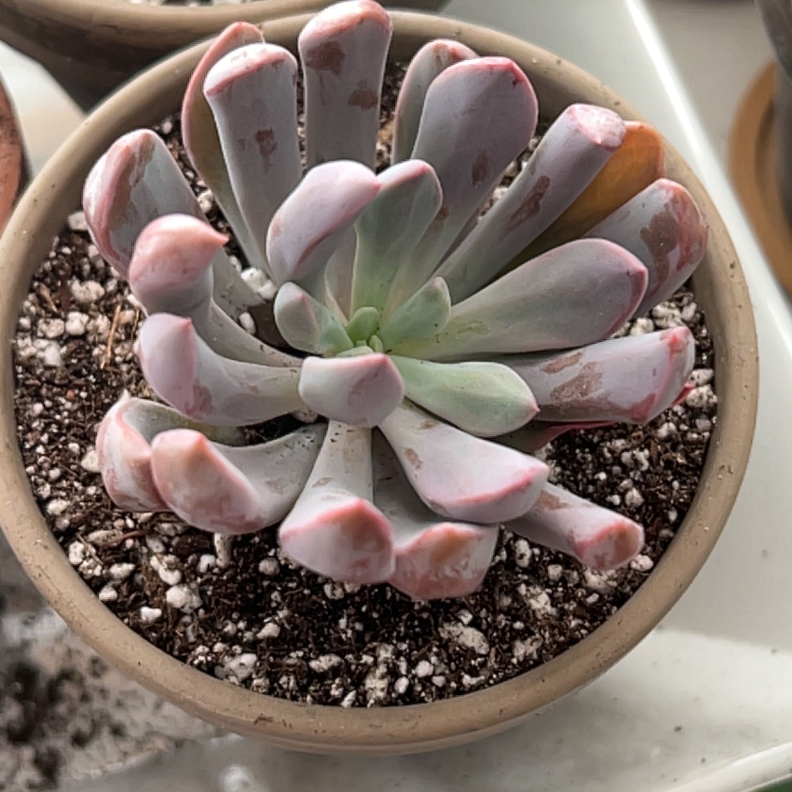 Photo of the plant species Echeveria Lilac Spoon by @Meggsanbacon named Graptoveria Lilac Spoons on Greg, the plant care app