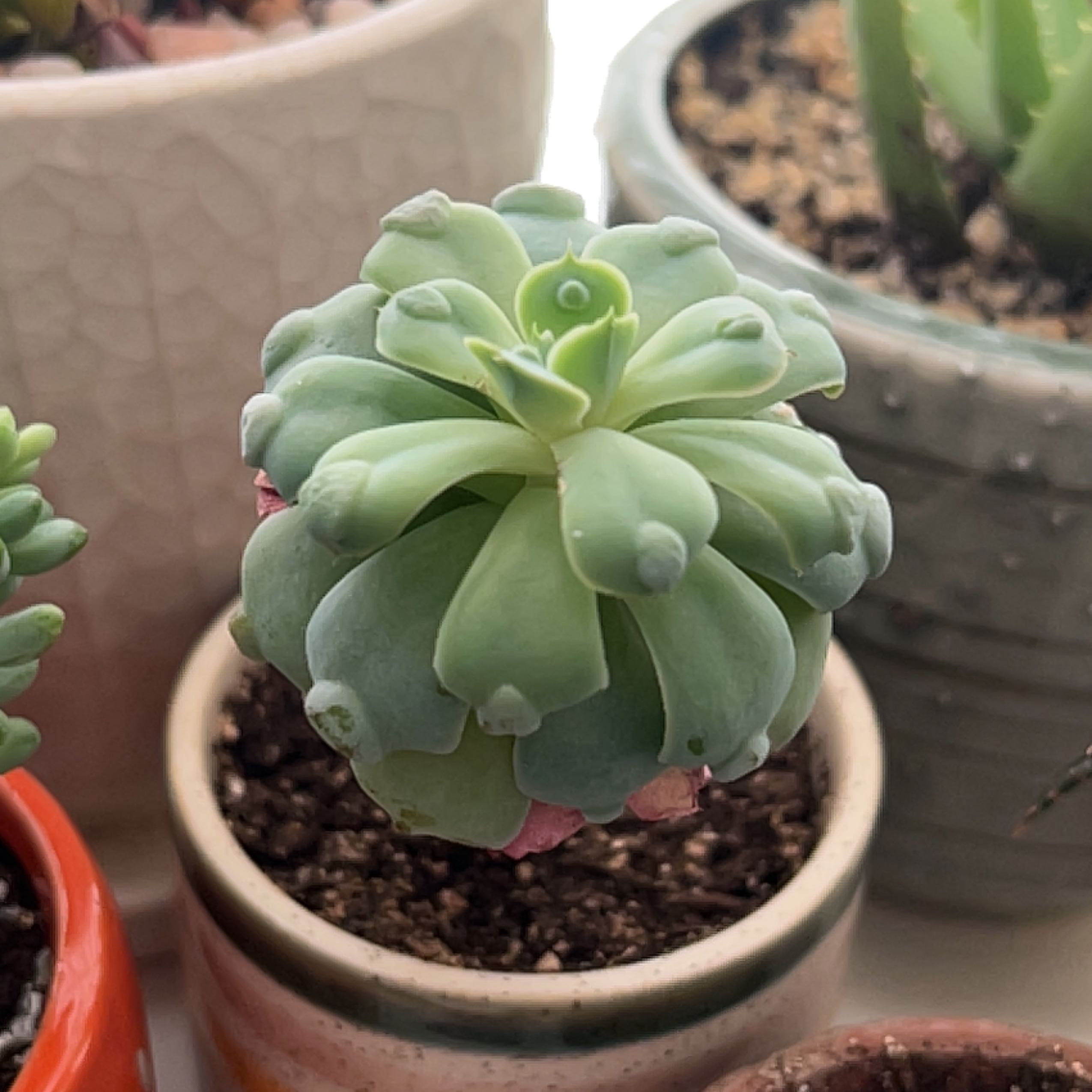 Photo of the plant species Echeveria 'Raindrops' by @Meggsanbacon named Raindrop Frills on Greg, the plant care app