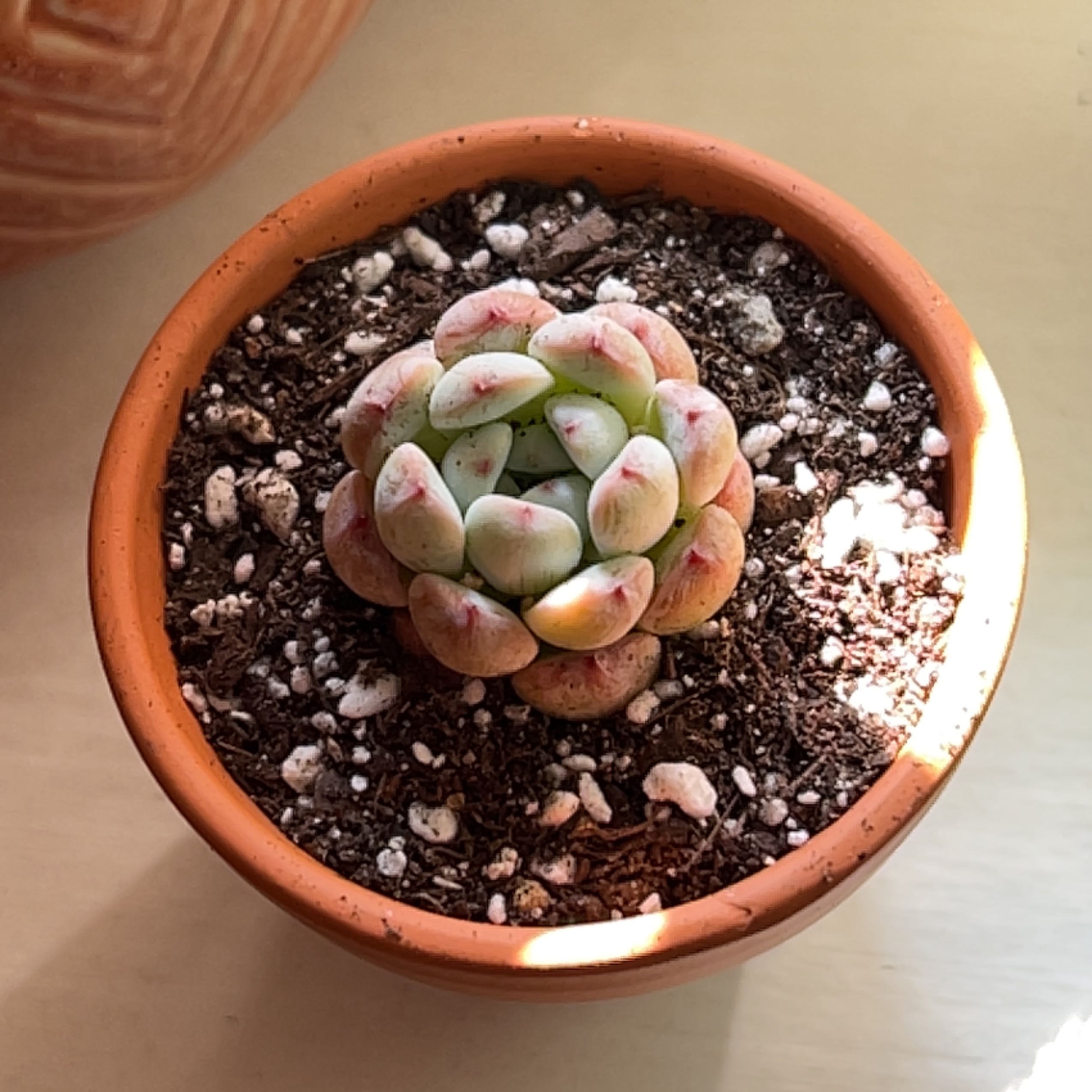 Photo of the plant species Echeveria Snow Zargosa by @Meggsanbacon named Snow Zaragoza on Greg, the plant care app