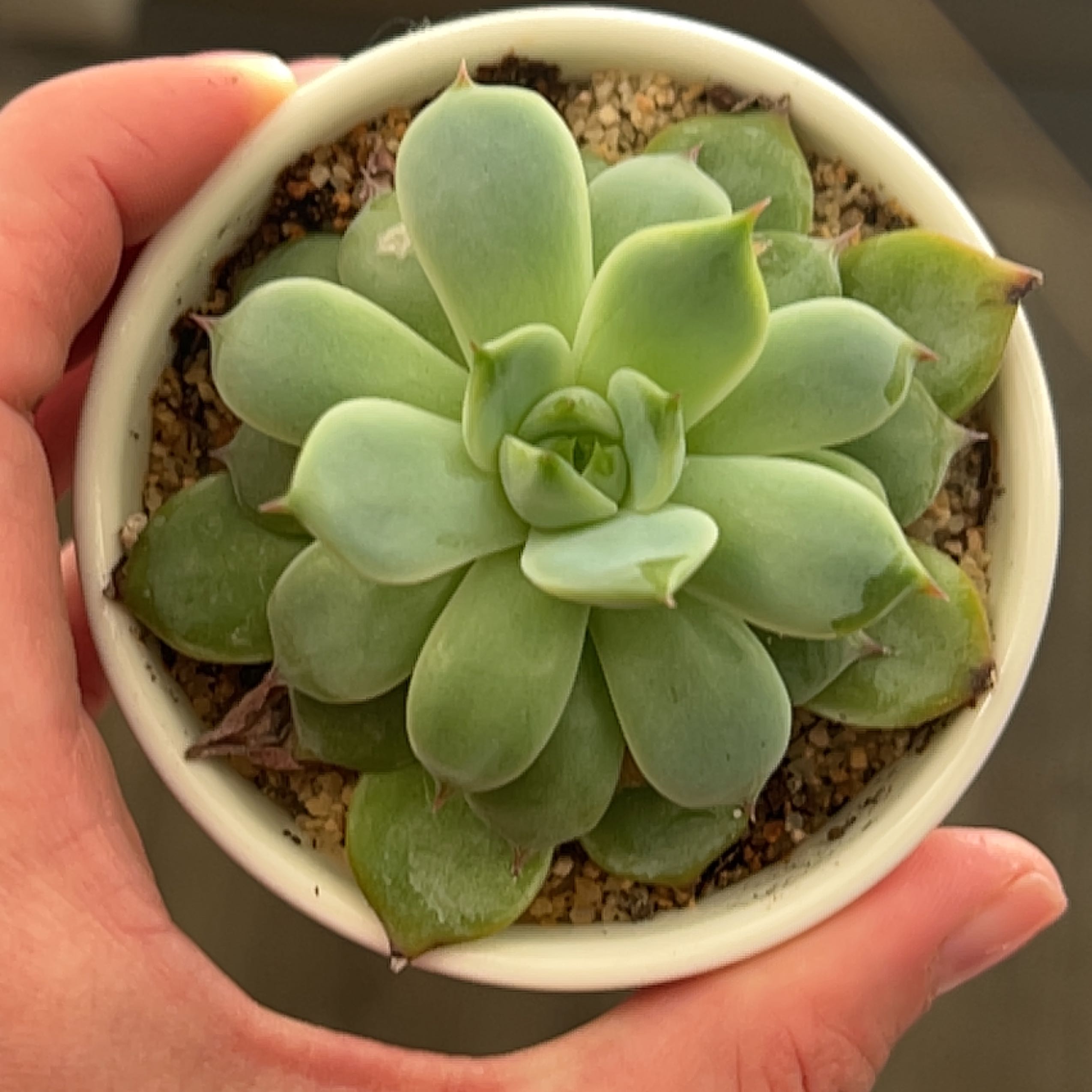 Echeveria 'Tippy' succulent in a small pot with some browning leaf tips, held by a hand.