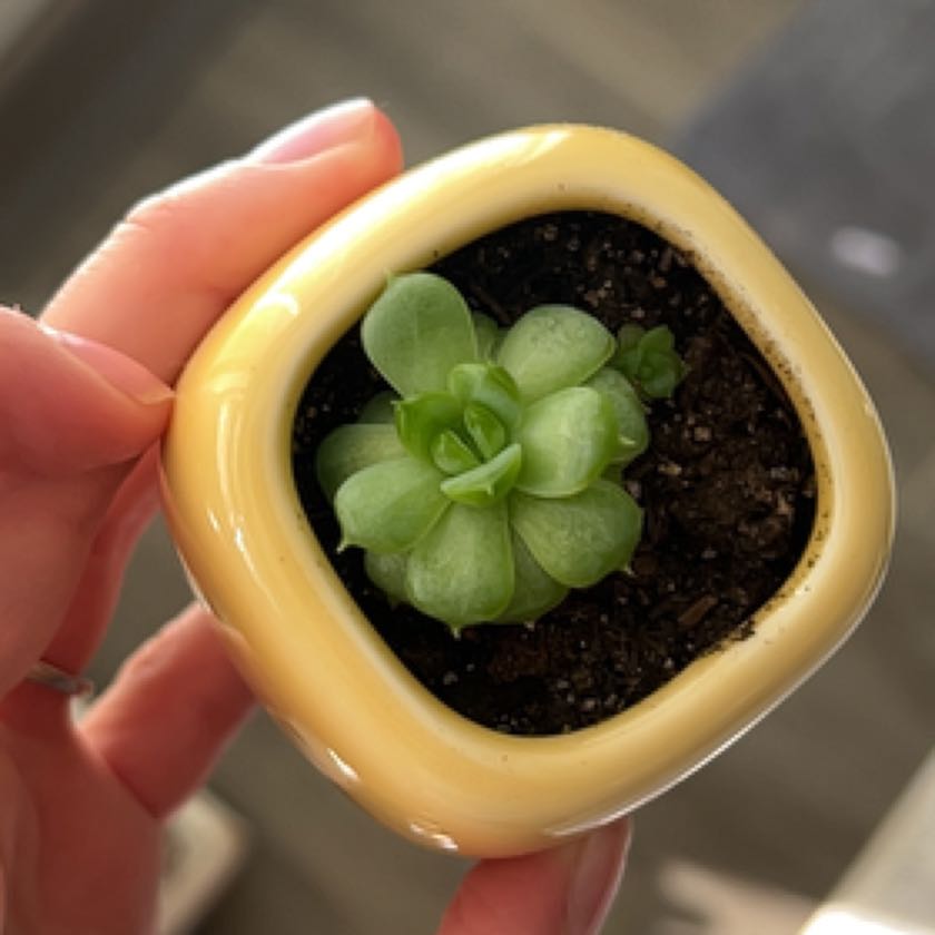 Photo of the plant species Echeveria Red Snake by @Meggsanbacon named Red Snake on Greg, the plant care app