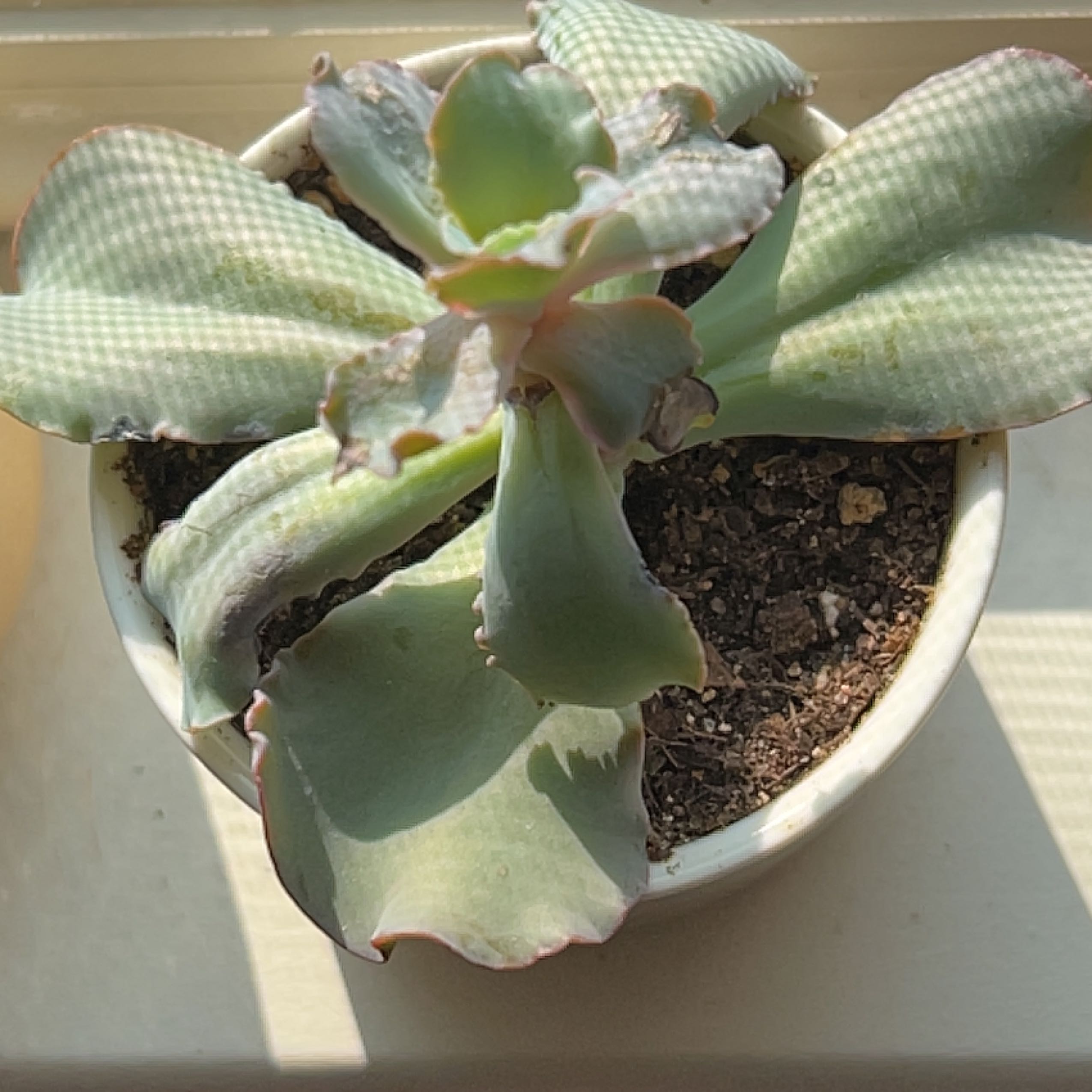 Photo of the plant species Echeveria 'Giant Blue' by @Meggsanbacon named Giant Blue on Greg, the plant care app