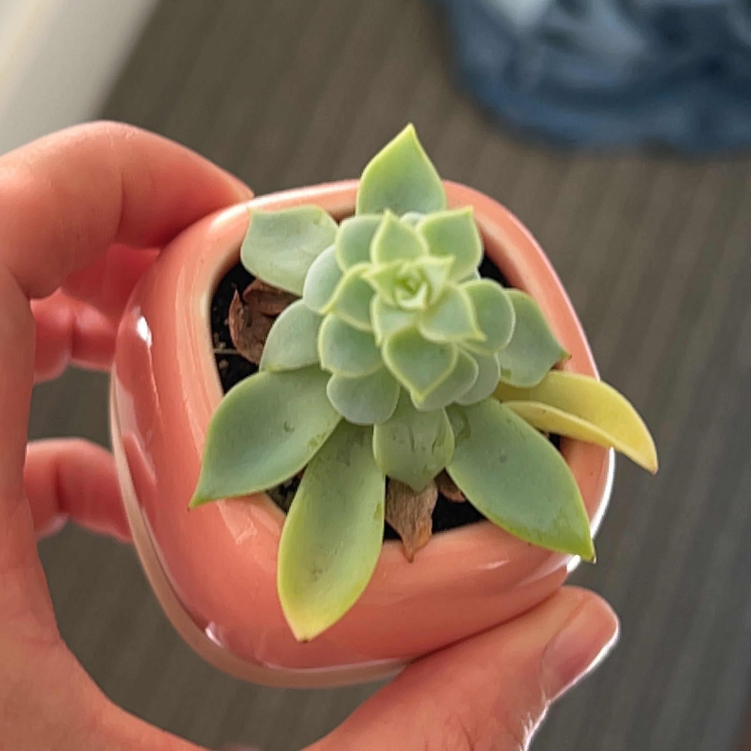 Photo of the plant species Echeveria Blue Atolli by @Meggsanbacon named Blue Atolli on Greg, the plant care app
