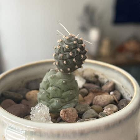 Photo of the plant species Tephrocactus Articulatus by @MightilySkimmia named Pine Cone on Greg, the plant care app