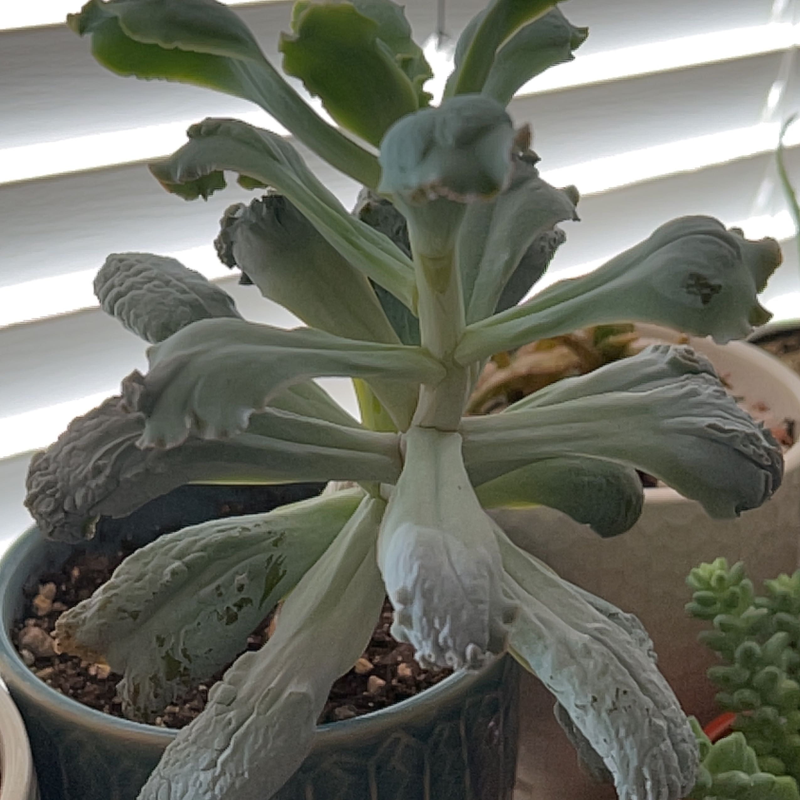 Photo of the plant species Echeveria Linguas by @Meggsanbacon named Linguas on Greg, the plant care app