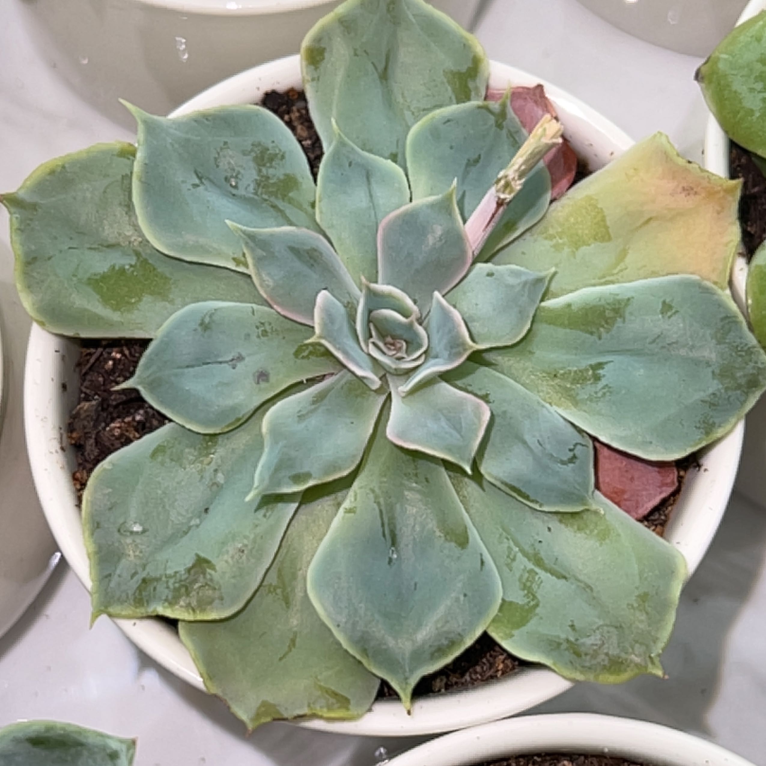 Photo of the plant species Echeveria Shaviana Pink Frills by @Meggsanbacon named Shaviana on Greg, the plant care app