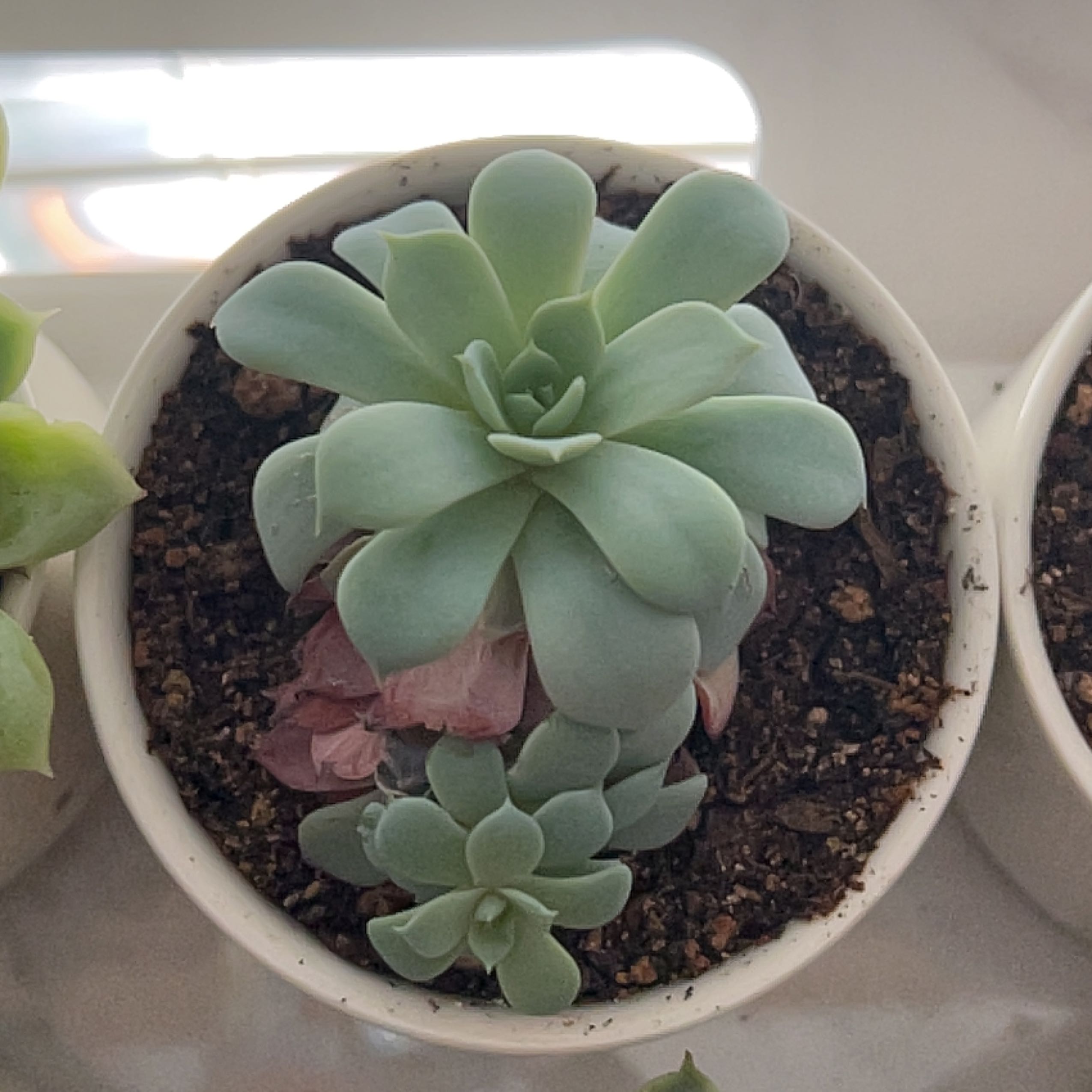 Photo of the plant species Echeveria Laulensis by @Meggsanbacon named Laulensis on Greg, the plant care app