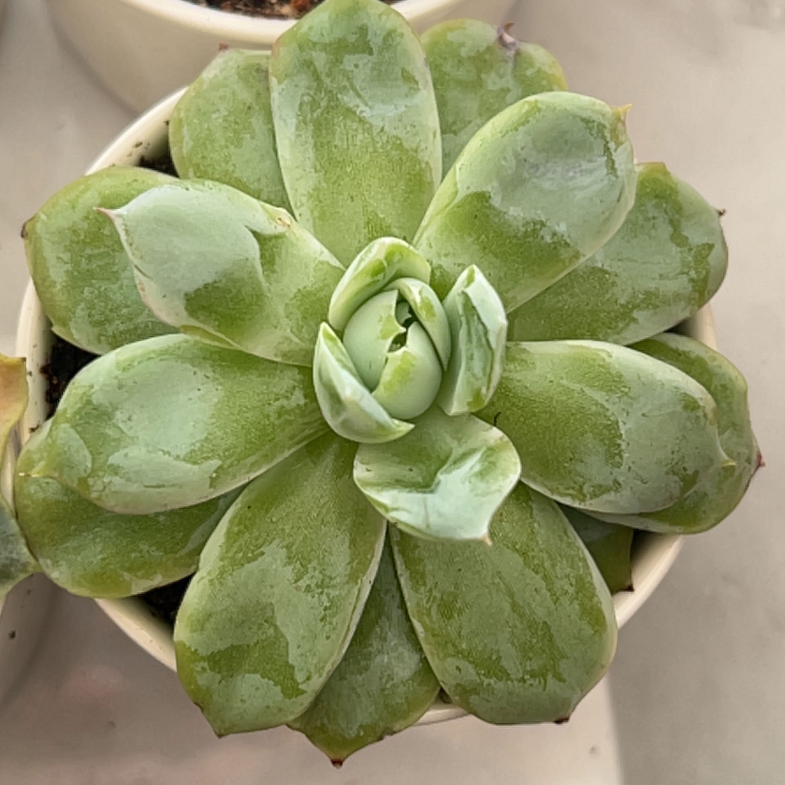 Photo of the plant species Echeveria Rasberry by @Meggsanbacon named Raspberry on Greg, the plant care app