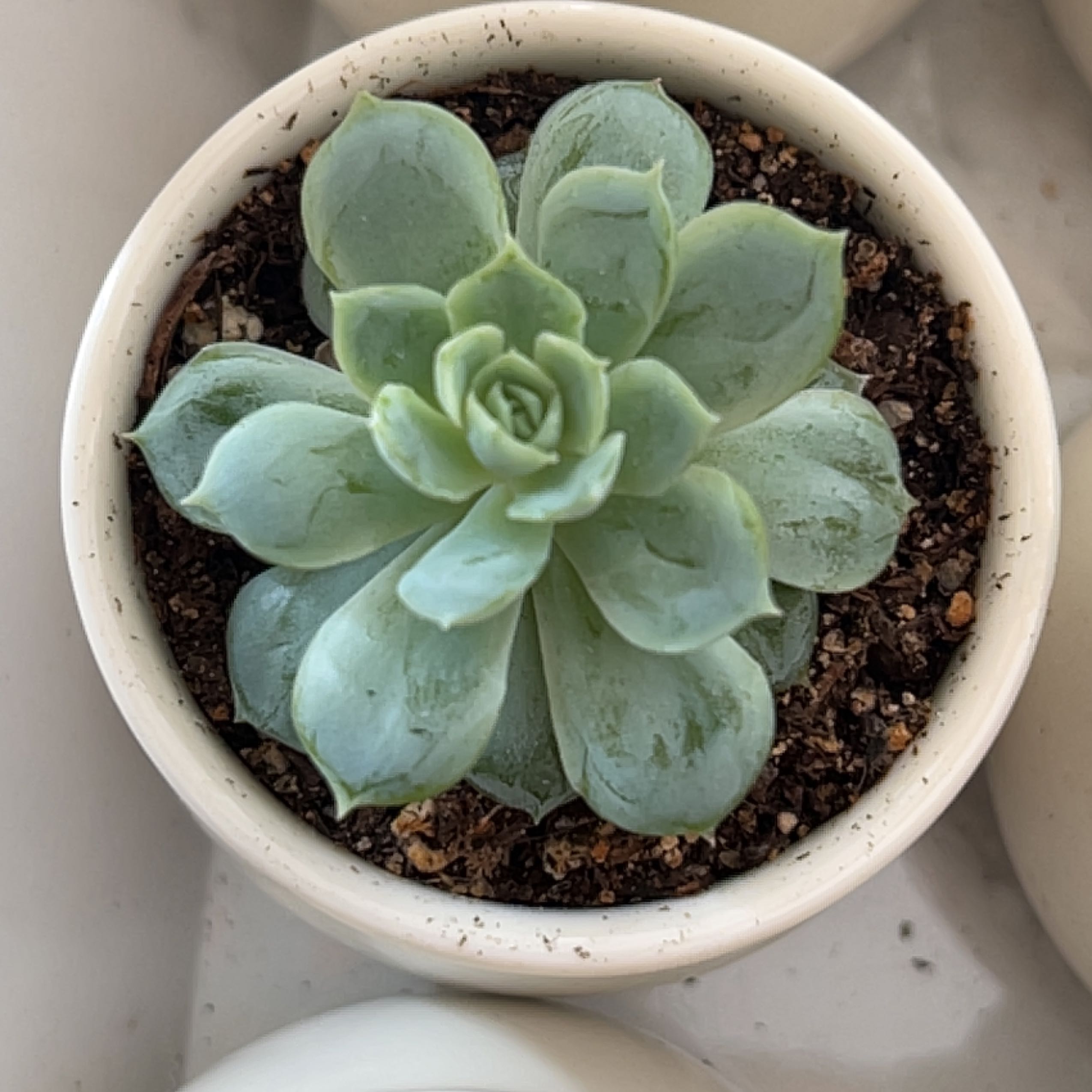 Photo of the plant species Echeveria Snowball by @Meggsanbacon named Snowball on Greg, the plant care app