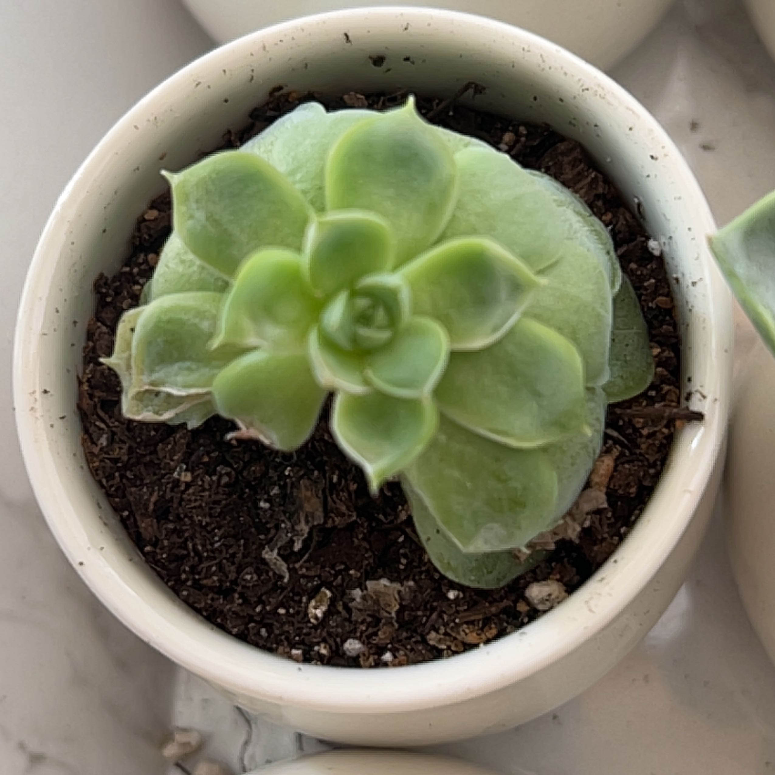 Photo of the plant species White Queen Echeveria by @Meggsanbacon named White Queen on Greg, the plant care app