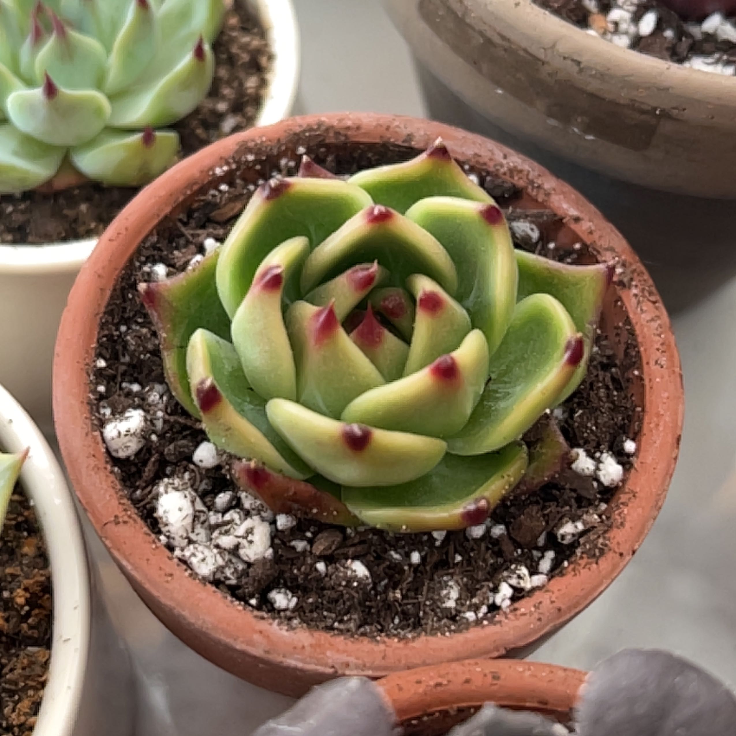 Photo of the plant species Blue Dragon by @Meggsanbacon named Blue Dragon on Greg, the plant care app
