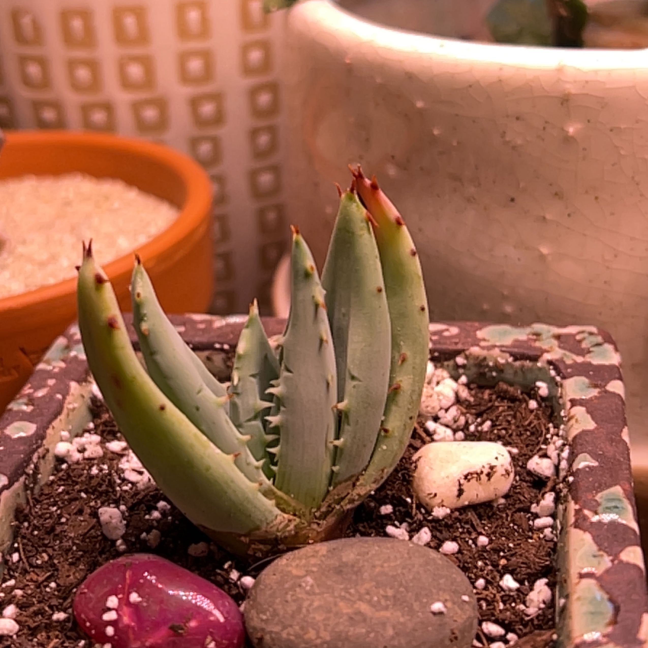 Photo of the plant species Fez aloe by @Meggsanbacon named Aloe Peglerea on Greg, the plant care app
