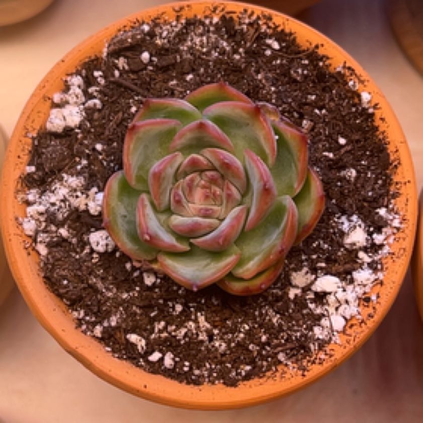 Photo of the plant species Silhouette Echeveria by @Meggsanbacon named Anne on Greg, the plant care app