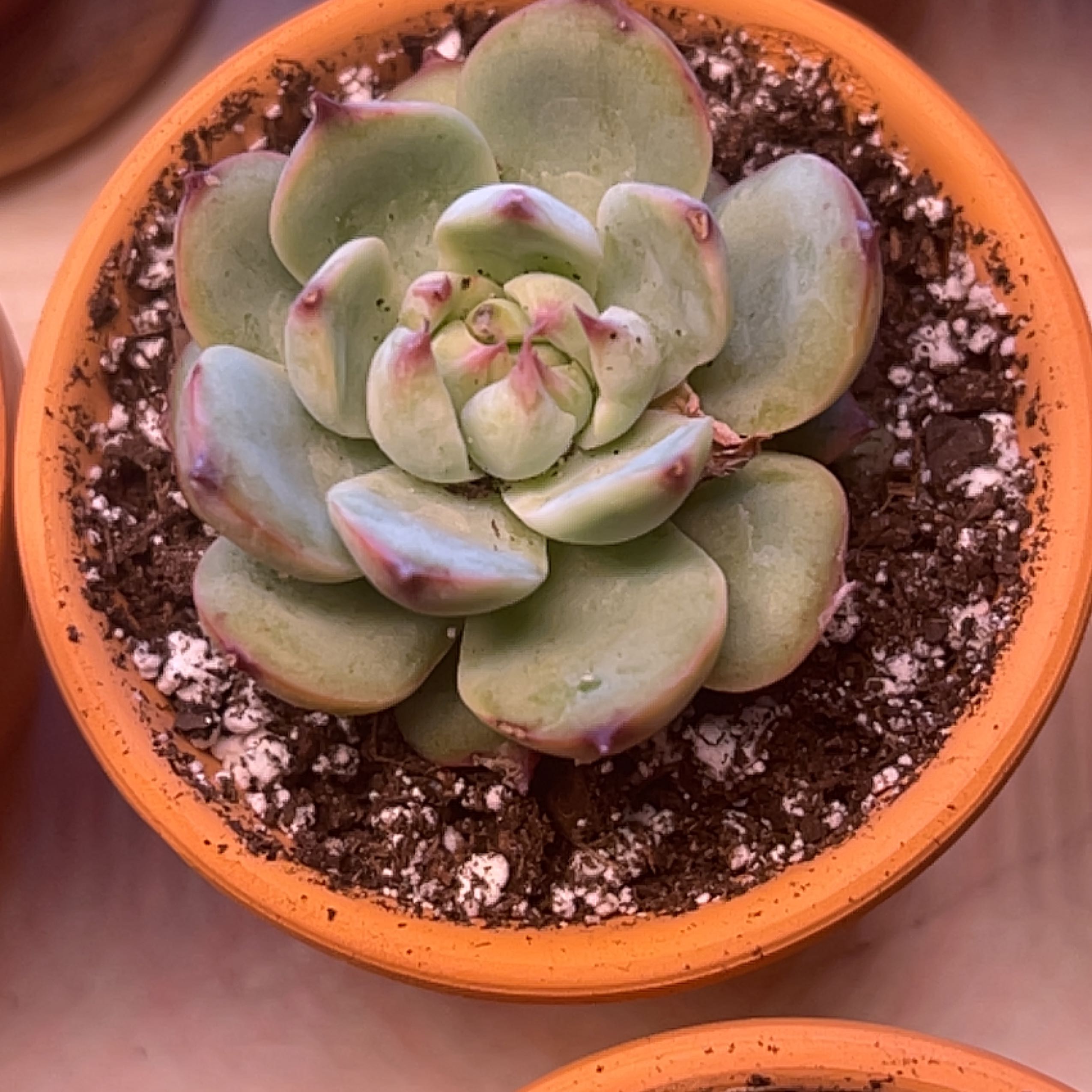Echeveria chihuahuaensis succulent in a terracotta pot with visible soil.