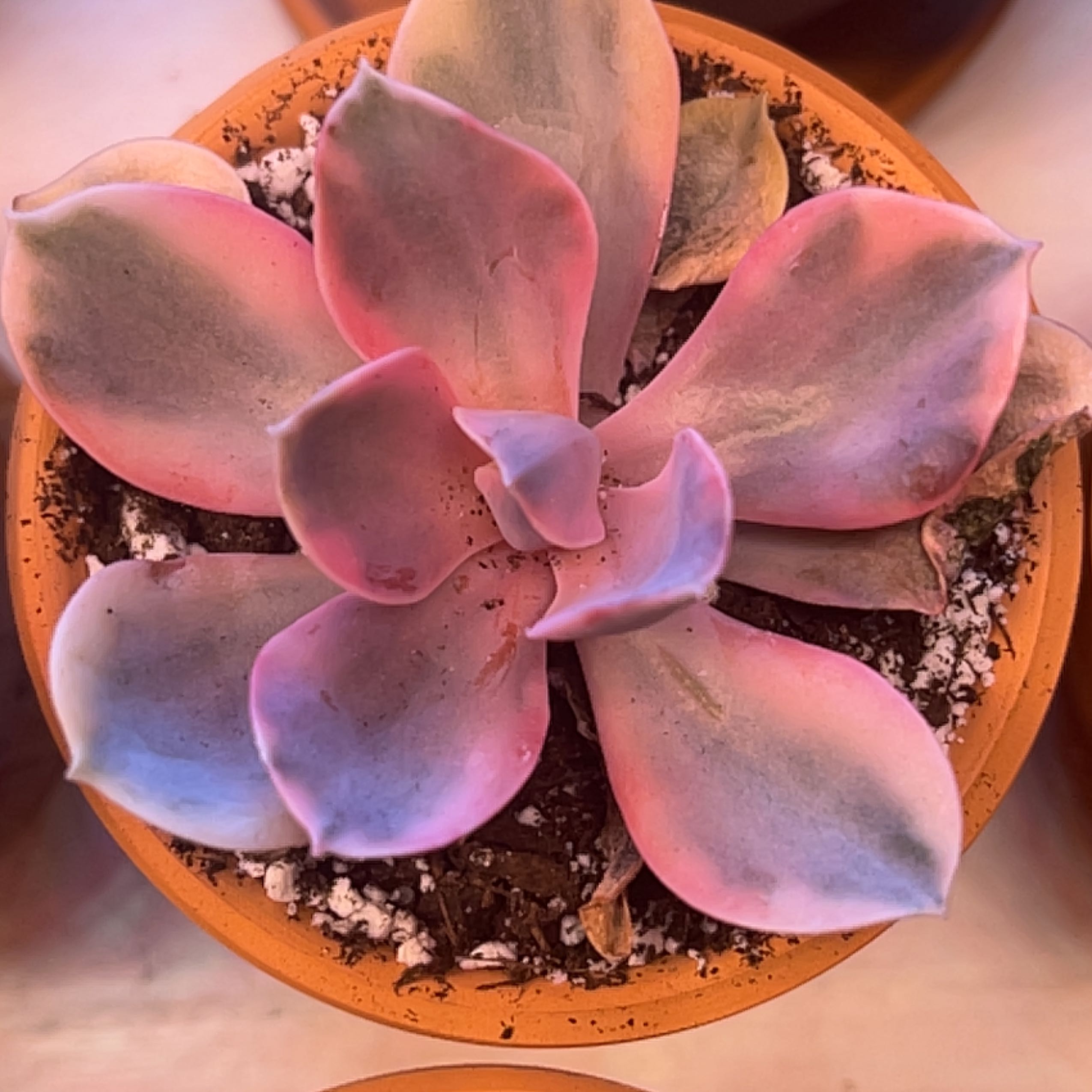 Photo of the plant species Rainbow Variegated Echeveria by @Meggsanbacon named Remington on Greg, the plant care app