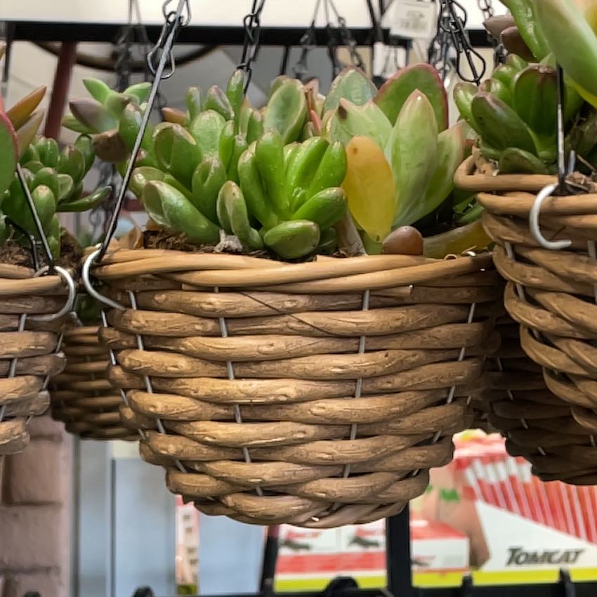 Hanging basket with a succulent plant, likely a Painted Lady, showing some yellowing leaves.