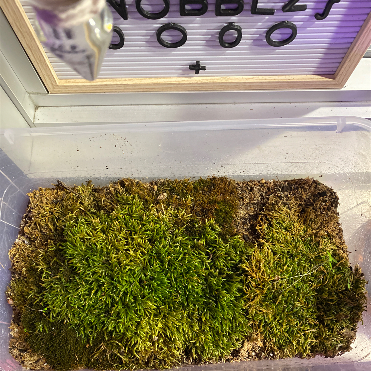 Photo of the plant species Seductive Entodon Moss by @PurelyMoss named Naomi on Greg, the plant care app