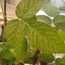Photo of the plant species Black Raspberry by @PurelyMoss named Zion on Greg, the plant care app