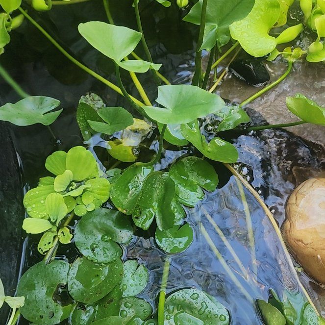 Photo of the plant species Yellow Pond-Lily by @Dunksparadise named Messi on Greg, the plant care app