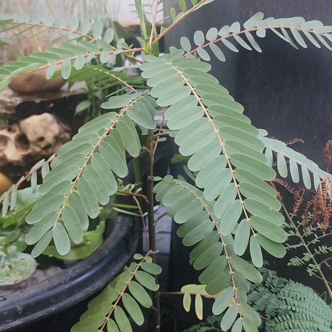 Photo of the plant species African Senna by @Dunksparadise named Sahara on Greg, the plant care app