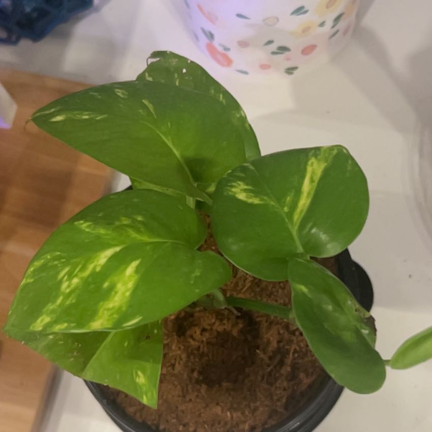 Photo of the plant species Giant Pothos by @NiftyBonnydoon named Emerson on Greg, the plant care app