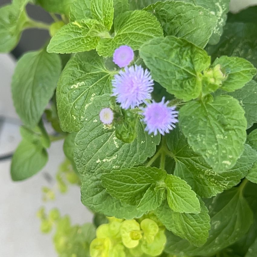 Blue Billygoat Weed plant with green leaves and small purple flowers.