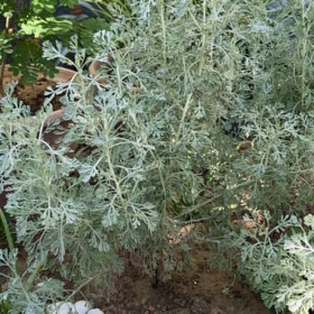 Photo of the plant species Artemisia Absinthium by @FireballTaraire named Gomez on Greg, the plant care app
