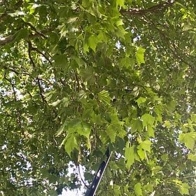 Photo of the plant species American Sycamore by @FireballTaraire named Achilles on Greg, the plant care app