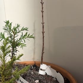 Photo of the plant species Bonsai Dawn Redwood by @BusyFrogfruit named Treeyoncé on Greg, the plant care app