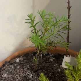 Photo of the plant species Coast Redwood 'Filoli' by @BusyFrogfruit named Bodhi on Greg, the plant care app