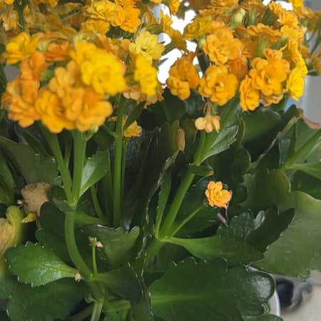 Photo of the plant species Calandiva Orange Florist Kolanchoe by @AlertRedbetel named Beyonce on Greg, the plant care app
