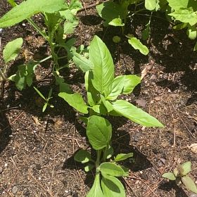 Photo of the plant species Mississippi Loosestrife by @PivotalSwampbay named Harmony on Greg, the plant care app