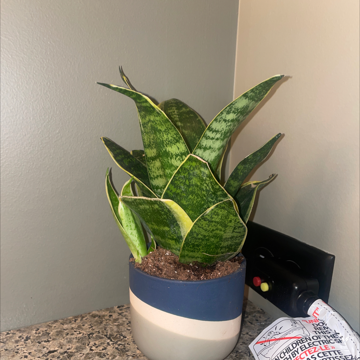 Bird's Nest Snake Plant in a pot on a countertop, appearing healthy.