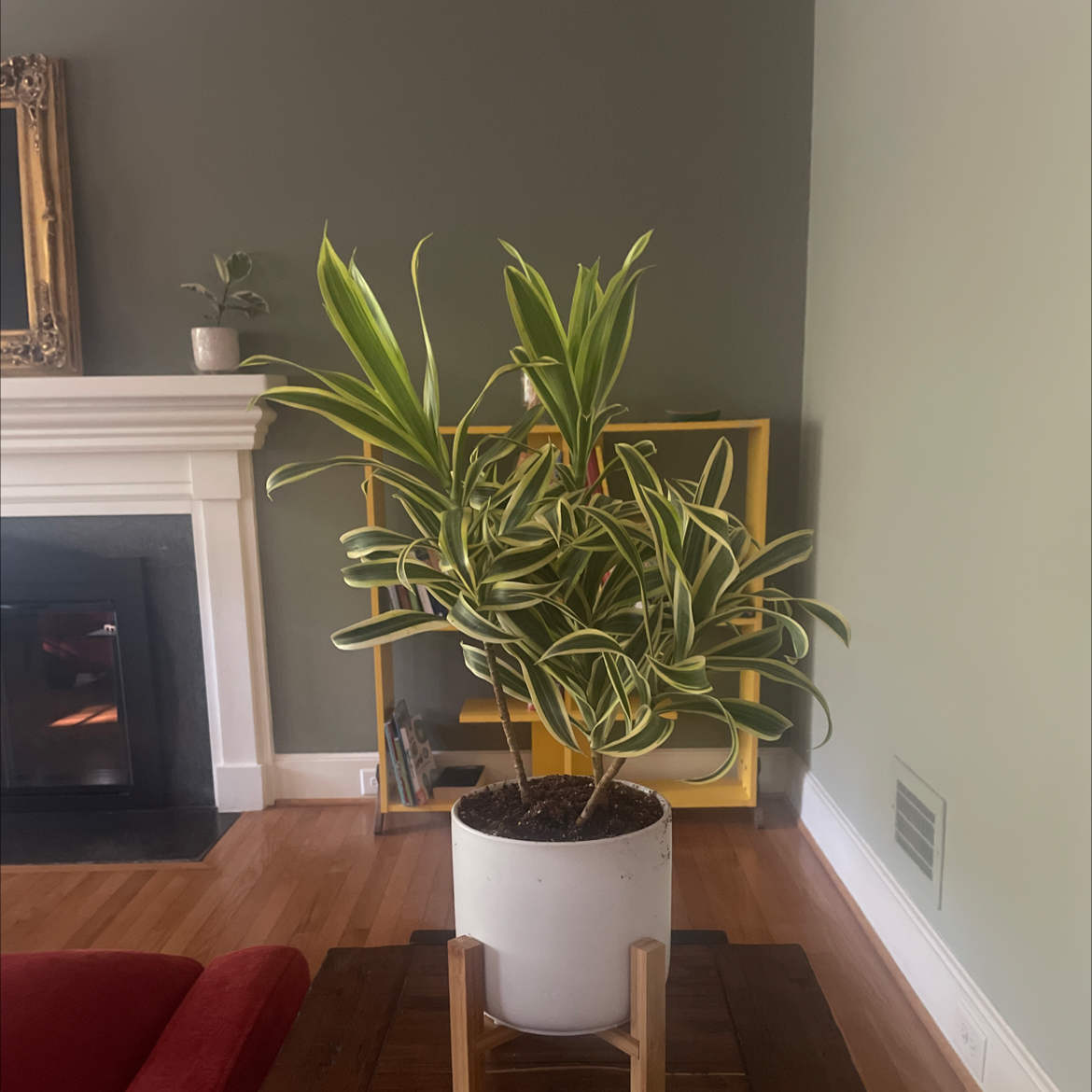 Photo of the plant species Dracaena reflexa var brevituba by @LesleyMe named 1 - Master on Greg, the plant care app