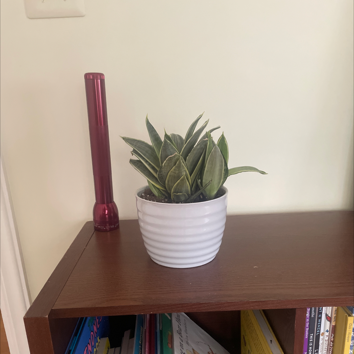 Photo of the plant species Silver Snake Plant by @LesleyMe named 2 - Game Room on Greg, the plant care app
