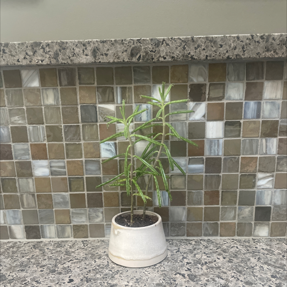 A healthy mother of millions plant in a white pot, with some yellowing lower leaves and tiny plantlets along leaf margins.