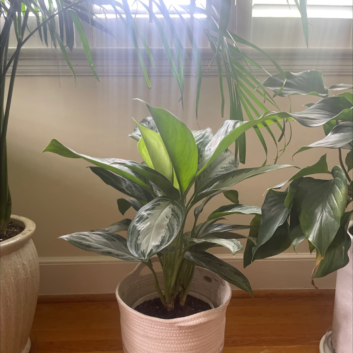 Aglaonema 'Silver Bay' plant in a white pot with vibrant green and silver leaves.