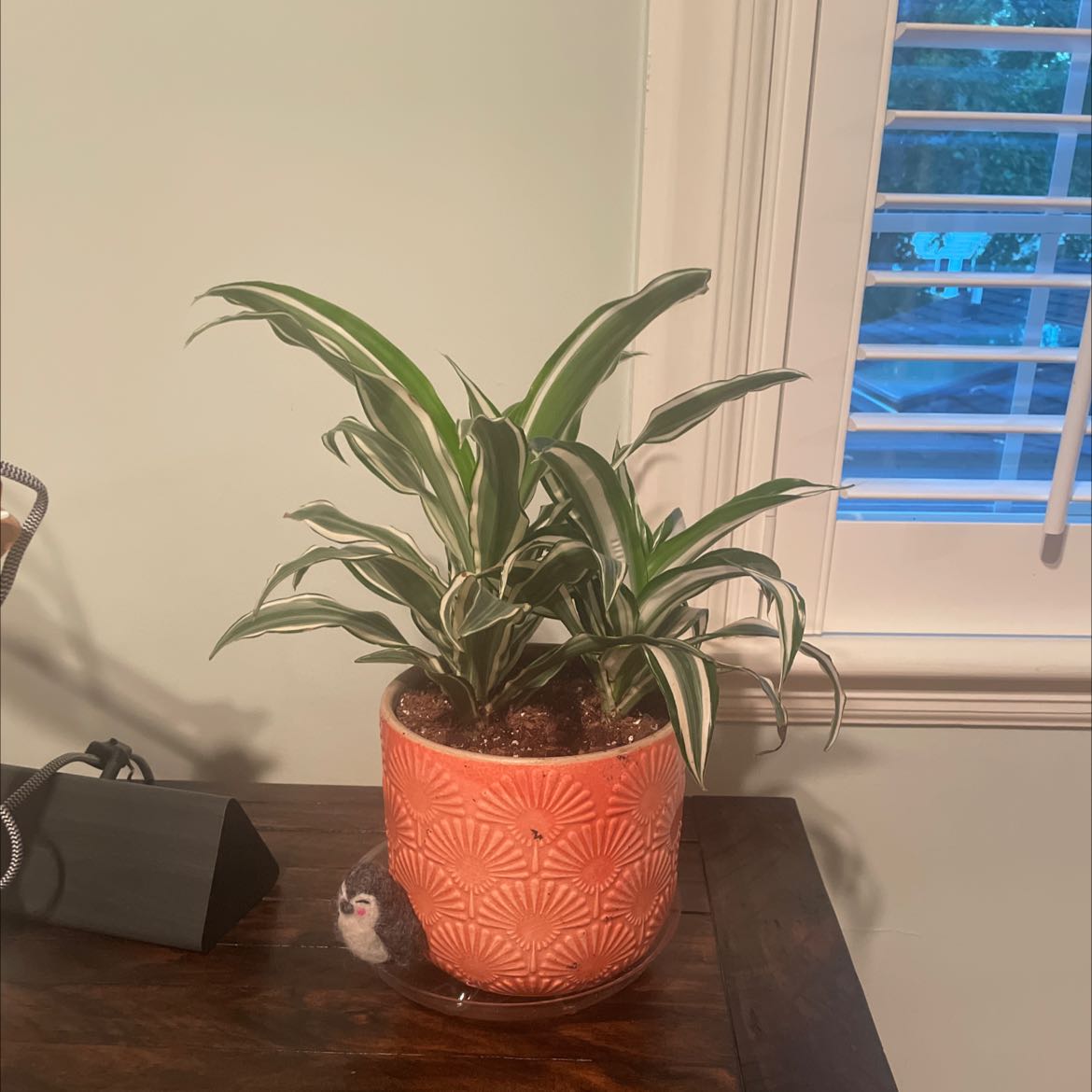Dracaena 'Warneckii' plant in a decorative pot on a wooden surface near a window.