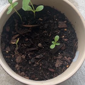 Photo of the plant species Zinnias by @GenteelSeaoats named Denali on Greg, the plant care app